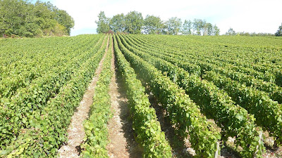 Champagne Boulachin Chaput à Arrentières