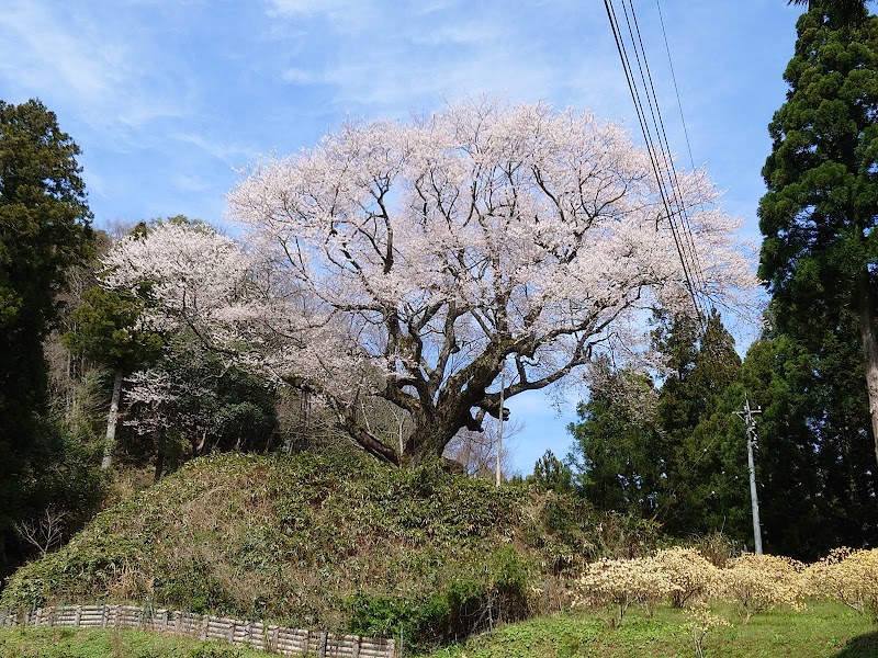 金谷城山桜