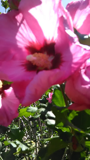 Park «Bob Findlay Linear Park», reviews and photos, 900 Findlay Dr, Arlington, TX 76012, USA