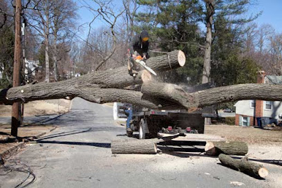 Rios Mauro Tree Service - Tree Trimming & Removal