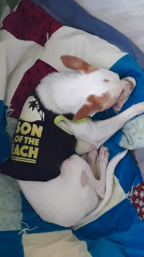 Pet Supply Store «Pet Supplies Plus», reviews and photos, 531 Monroe Ave, Rochester, NY 14607, USA