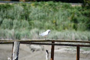 Photo n°26 de Le Saint Patrick à La Vicomté-sur-Rance ()