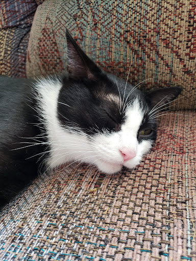 Pet Supply Store «PetSmart», reviews and photos, 1550 Butterfield Rd, Downers Grove, IL 60515, USA