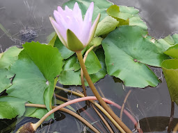 สวนกุลนิดา