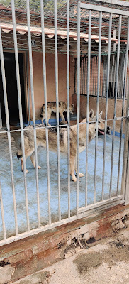 Refuge de la Fondation Assistance aux Animaux à Carros à Carros