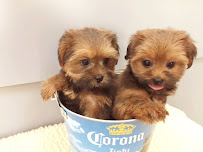 Empire Puppies - Photo 4 - Car repair in Flushing, NY, Queens