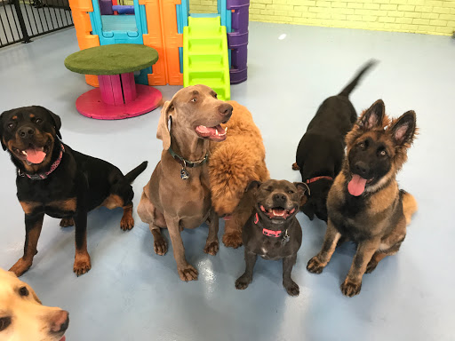 Waggy Tails Doggy Day Care