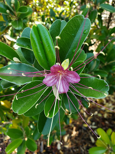 Park «Cypress Preserve Park», reviews and photos, 9020 NW 38th St, Sunrise, FL 33351, USA