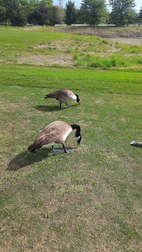 Golf Club «The Tribute at The Colony Golf Club», reviews and photos, 1000 Lebanon Rd, The Colony, TX 75056, USA