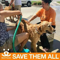 Jocelyn's Haus of Fluff - Photo 1 - Car repair in Wichita, KS, Wichita