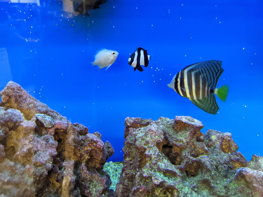 Pet Supply Store «Petco Animal Supplies», reviews and photos, 4540 Princess Anne Rd #128, Virginia Beach, VA 23462, USA