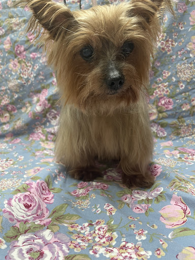 Pet Groomer «Pampered Pets», reviews and photos, 3018 Airport Blvd, Mobile, AL 36606, USA