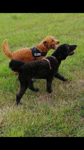 Hundeschule Frankfurt Claudia Mantke