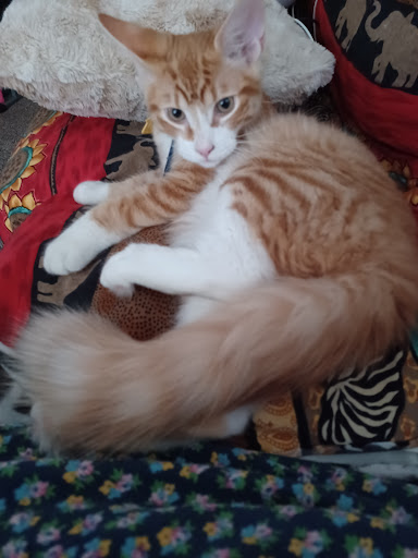 Animal Shelter «Oregon Humane Society», reviews and photos