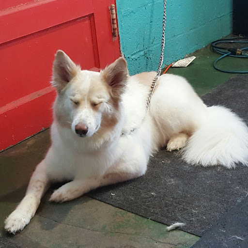 Pet Groomer «Precious Paws Pet Grooming», reviews and photos, 1807 Franklin St, Michigan City, IN 46360, USA