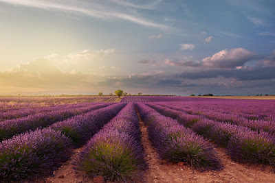 Time 4 Provence à Avignon