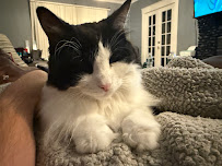 Happy Cat Hotel - Photo 3 - Car repair in Windsor, CT, Hartford