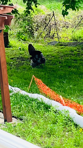 Golf Club «Stone Meadow Golf», reviews and photos, 675 Waltham St, Lexington, MA 02421, USA