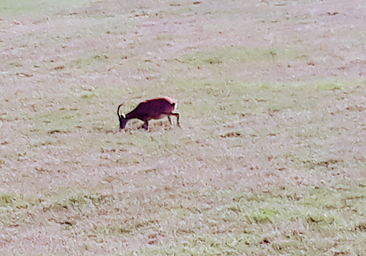 Zoo «Frank Buck Zoo», reviews and photos, 1000 W California St, Gainesville, TX 76240, USA