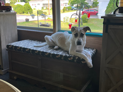 Pet Adoption Service «Humane Society for Greater Nashua», reviews and photos