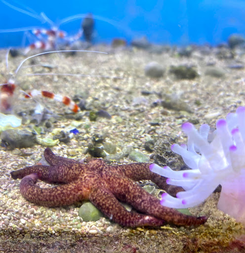 Pet Supply Store «Pet Fun At Harden Ranch Plz», reviews and photos, 1780 N Main St, Salinas, CA 93906, USA