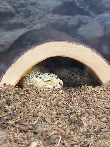 Pet Store «Super Pets», reviews and photos, 9403 E Las Tunas Dr, Temple City, CA 91780, USA