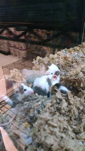 Pet Groomer «We Lov Pets», reviews and photos, 3853 Northpointe Dr, Zanesville, OH 43701, USA