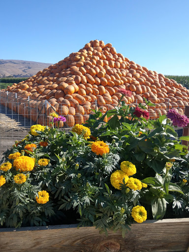 Pumpkin Patch «Spina Farms», reviews and photos, Santa Teresa Blvd, Morgan Hill, CA 95037, USA