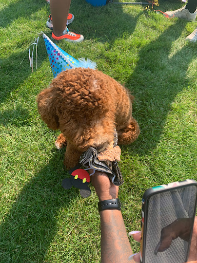 Pet Supply Store «Three Dog Bakery Inc», reviews and photos, 13904 Town Center Blvd # 200, Noblesville, IN 46060, USA