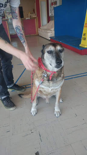 Pet Groomer «Tidy Dog Pet Supply & Salon», reviews and photos, 2612 Lebanon Pike A, Nashville, TN 37214, USA