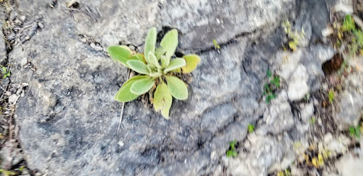 Park «Seneca Park», reviews and photos, 3151 Pee Wee Reese Rd, Louisville, KY 40207, USA