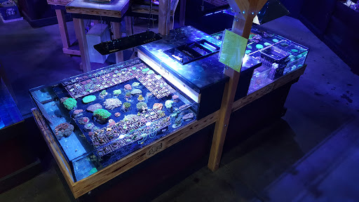 Tropical Fish Store «Elite Reef», reviews and photos, 8410 Wadsworth Blvd F, Arvada, CO 80003, USA