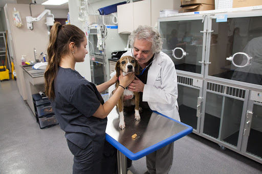 Taconic Veterinary Center image