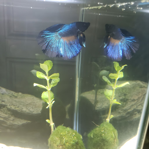 Pet Supply Store «Petco Animal Supplies», reviews and photos, 1086 Killingly Commons Drive, Dayville, CT 06241, USA