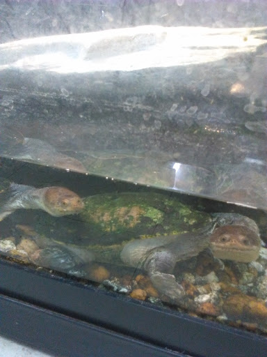 Reptile Store «The House Of Reptiles», reviews and photos, 5501-1 Beach Blvd, Jacksonville, FL 32207, USA