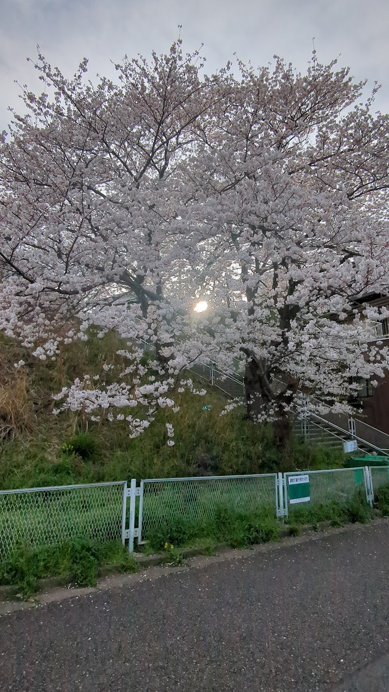 岩戸四丁目の桜