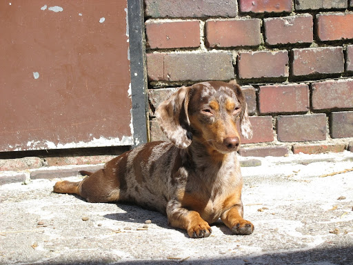 Tierärzte Esens / Hinrichs - Rüth - Bartmann unter Esens, 