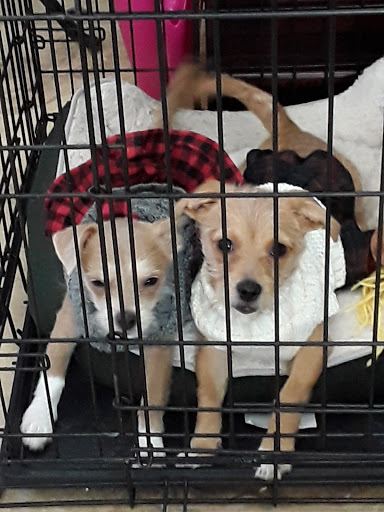 Pet Supply Store «PetSmart», reviews and photos, 1836 Joe Battle Blvd, El Paso, TX 79936, USA