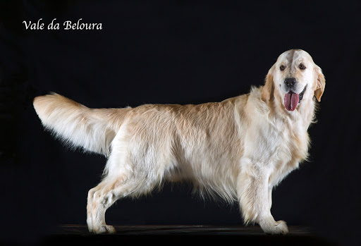 Jotadois/ Vale da Beloura/Hotel para cães/Golden Retrievers/Labradores/Cavaliers/Cachorros