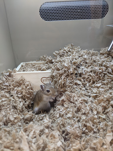 Pet Supply Store «Pet Supplies Plus», reviews and photos, 1030 Main St #10, Waltham, MA 02451, USA