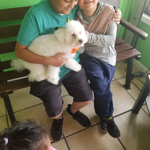 Pet Store «Peek-A-Dog Pet Grooming Adoptions», reviews and photos, 8452 State St, Lynwood, CA 90262, USA