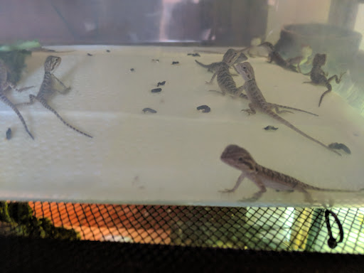 Reptile Store «Pets & Things», reviews and photos, 44825 Van Dyke, Utica, MI 48317, USA