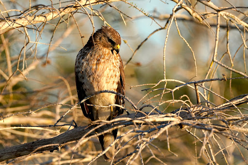 Long Pine Key Nature Trail North Trailhead