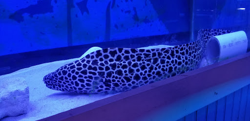 Aquarium «Jays Aquatics», reviews and photos, 10 Lawrence Rd, Salem, NH 03079, USA