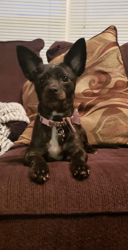 Pet Supply Store «PetSmart», reviews and photos, 47142 Michigan Ave, Canton, MI 48188, USA