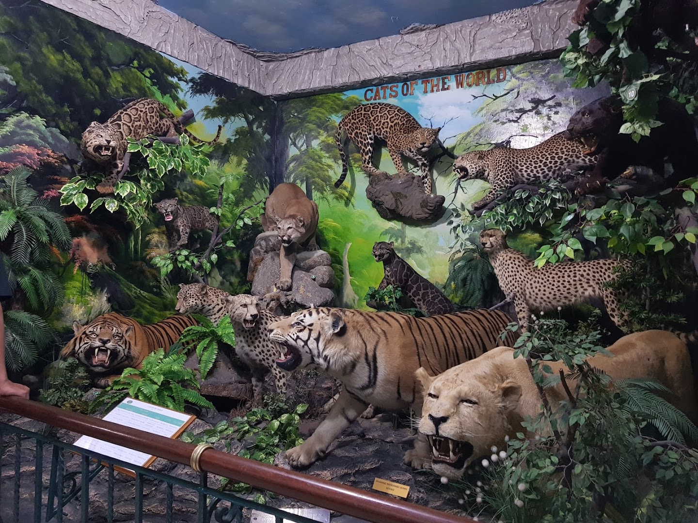 Rahmat International Wildlife Museum & Gallery Photo
