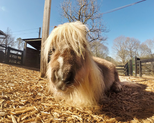 Farm «Tanglewood Farm Miniatures», reviews and photos, 171 Tanglewood Dr, Canton, GA 30115, USA