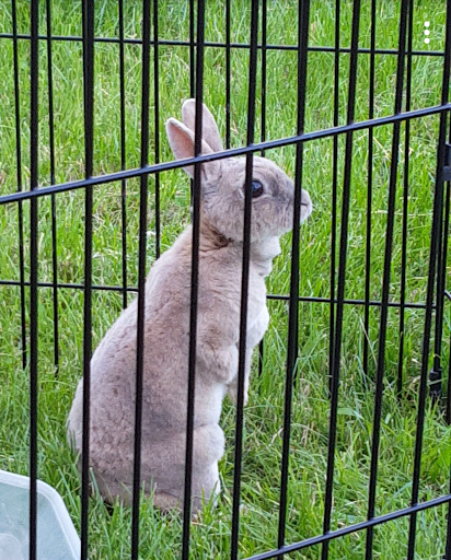 Happy Tails Animal Hospital-Dr Justin Dahl image