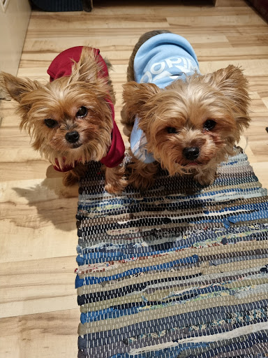 Vet Marco Spychala unter Düsseldorf, Nordrhein-Westfalen