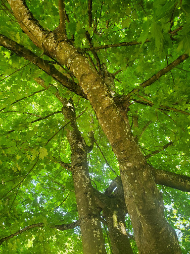 Park «Lynden City Park», reviews and photos